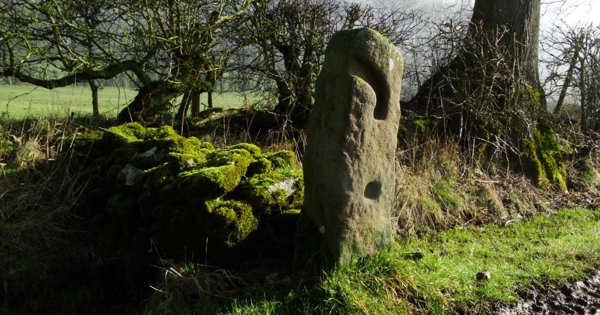 Green algae and moss growing on an old stone wall